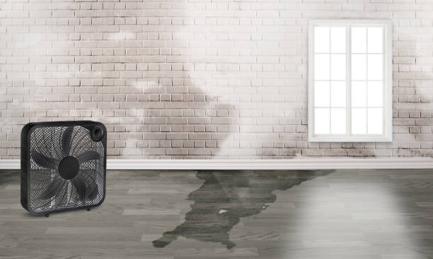 Best Water damage mitigation services  in Long Grove, IL